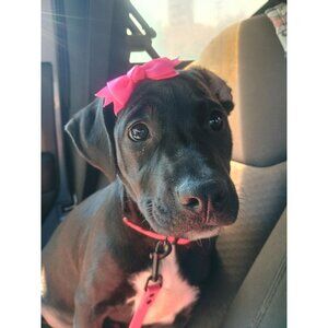 pink and cherry Dog Bow Tie headband Accessory for Pet Collar Decoration Dog Cli